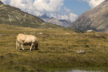 Fototapeta premium placid cow on mountains