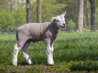 Little lamb standing on a meadow under the trees with piece of navel cord.