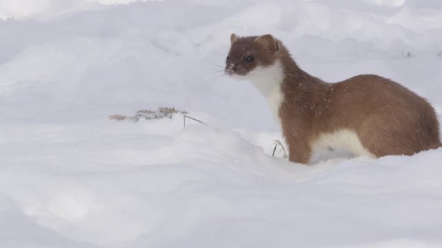 Stoat in the snow