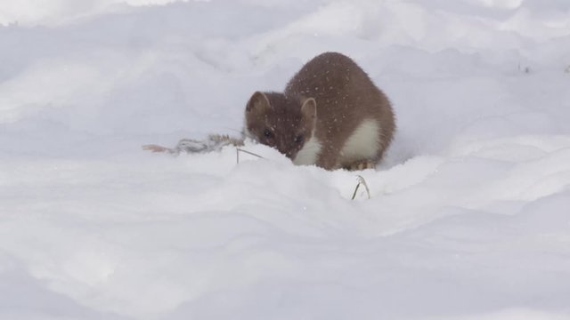 Stoat in the snow