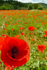 Poppy and Field