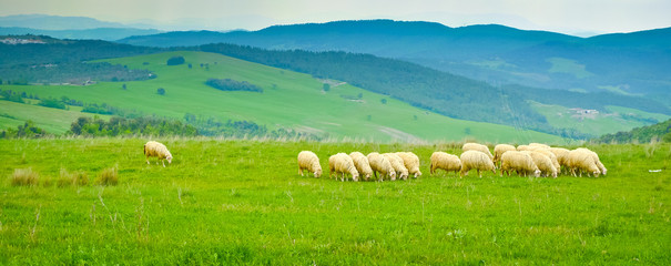 Grazing Sheep © Mario Savoia