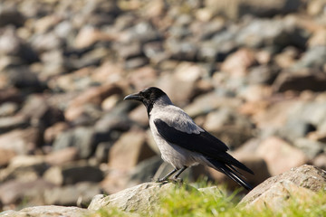 Fototapeta premium Hooded crow (Corvus cornix) resting on on rock