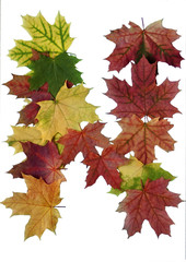 буква N из кленовыз листьев