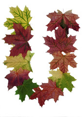 буква U составленная из осенних кленовых листьев