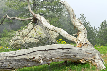 Obraz premium Arbre mort couché entouré de fleurs jaunes aux aiguilles de Bavella en Corse