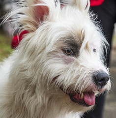 portrait white half-breed Ardennes Bouvier