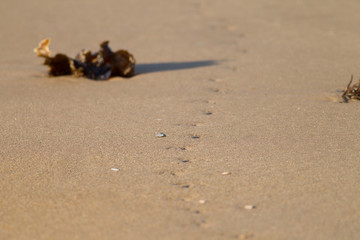 Bird footprints in the san