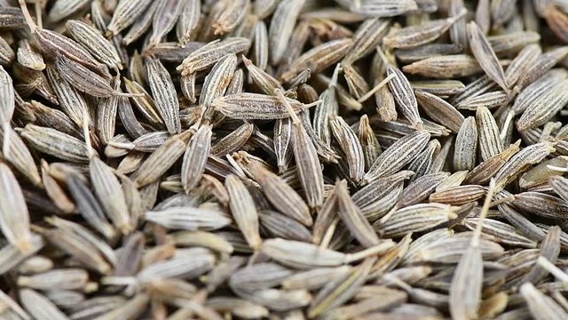 Tiny seed of caraway panning