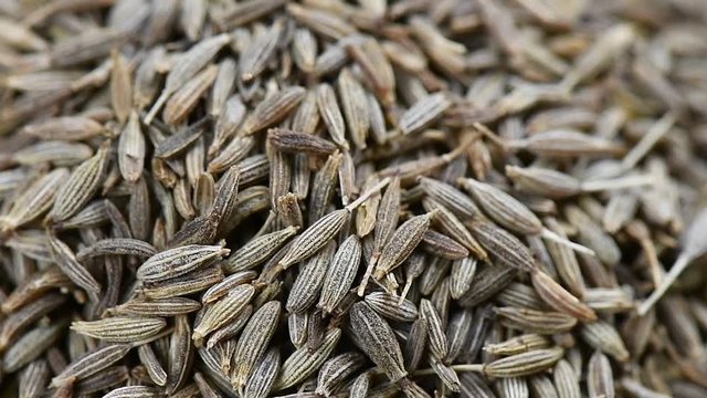 Tiny seed of caraway panning