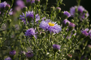 Perennial garden asters of violet color. Autumnal garden flowers.