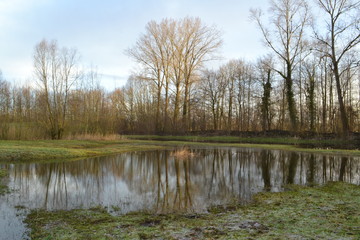Fototapeta na wymiar reflectie van bomen in een vennetje in natuurgebied bij de Kruisbergse bossen in de winter