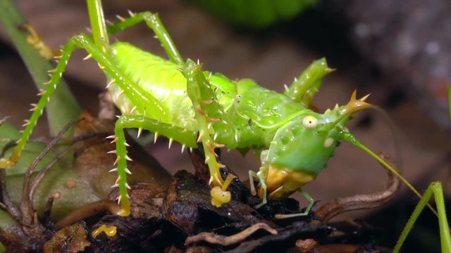 Thorny devil katydid (Panacanthus cuspidatus) drinking moisture from a patch of damp moss in the rainforest understory, Ecuador