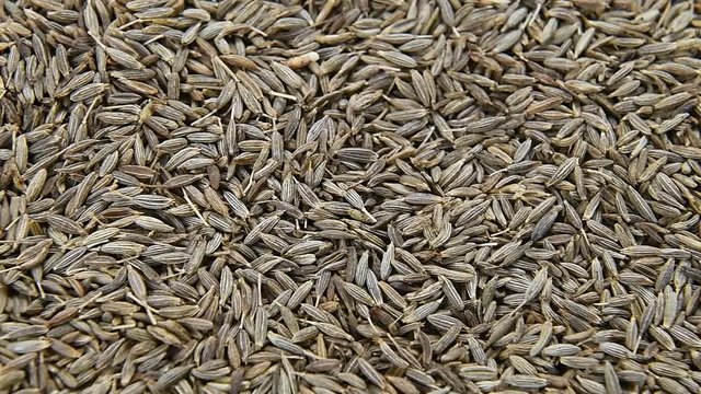 Tiny seed of caraway panning