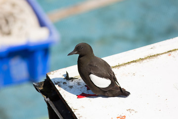 Black guillemot (Cepphus grylle) perched on lifeboat