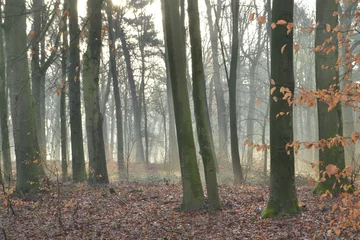 Foto auf Leinwand zonnestralen door de bomen van de Kruisbergse bossen op een winterse ochtend © henkbouwers