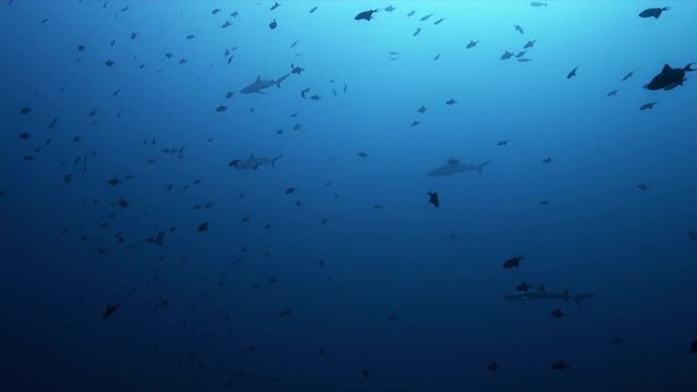 Reef Sharks swimming in Blue water with Redtooth Triggerfishes. 4k Footage