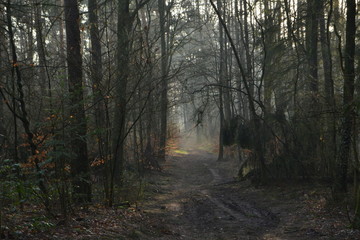 zonnestralen op een bospad in de Kruisbergse bossen op een winterse ochtend