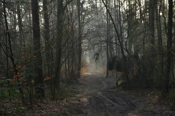 Fototapeten zonnestralen op een bospad in de Kruisbergse bossen op een winterse ochtend © henkbouwers