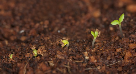 Plant germinating
