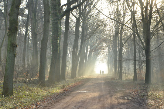 zonnestralen op een bospad in de Kruisbergse bossen op een winterse ochtend