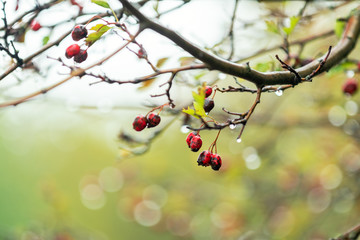 Hawthorn with red berry on the branch, autumn rain water drops