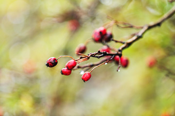 Hawthorn with red berry on the branch, autumn rain water drops