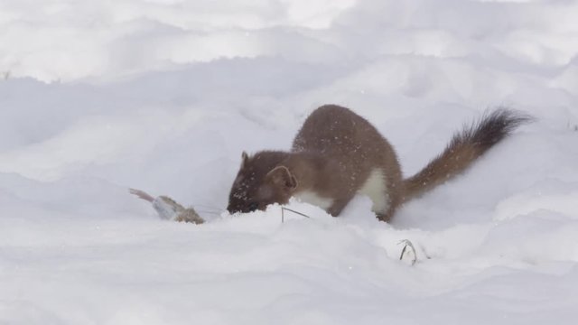 Stoat in the snow