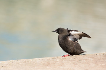 Black guillemot (Cepphus grylle) stretching wings on harbour wall