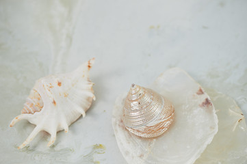 Dreams about the sea. Shells, mother of pearl, light background