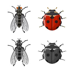 Isolated object of insect and fly sign. Collection of insect and element stock symbol for web.