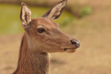 Europäische Hirschkuh