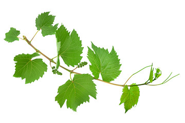 Grape fresh leaf closeup