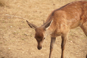 Hirschkalb  (Cervus elaphus) mit Jugendfleckung