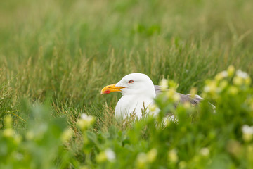 European Herring gull (Larus argentatus) side portrait