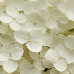 flowering hydrangea with beautiful white flowers blooming in the park or in the garden