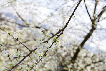 Árbol en flor