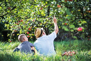 A rear view of senior grandfather with grandson sitting on grass in orchard.