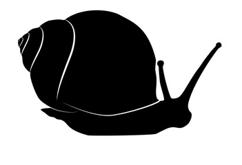 Snail black silhouette on white, vector eps 10