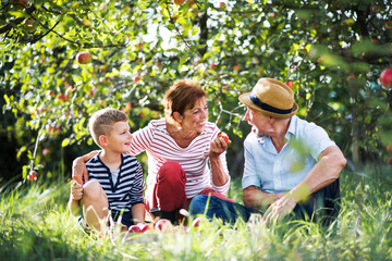 A senior couple with small grandson in apple orchard eating apples.