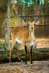 Naklejka na ściany i meble deer in zoo