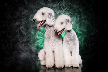Bedlington terriers