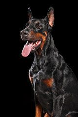 Obraz premium Portrait of Doberman