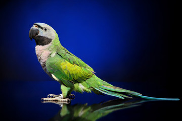Parakeet on dark blue background