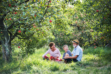Fototapeta premium A senior couple with small grandson sitting on grass in apple orchard.