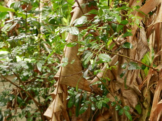 tree in the garden after rain