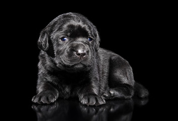 Cute Labrador puppy on black background