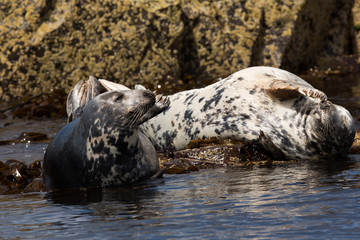 Naklejka premium Grey seal (Halichoerus grypus) resting on rocks at colony, basking in summer sun