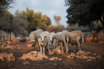 Sheep Flock in Olive Grove