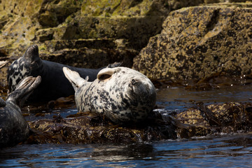 Grey seal (Halichoerus grypus)  resting on rocks at colony, basking in summer sun